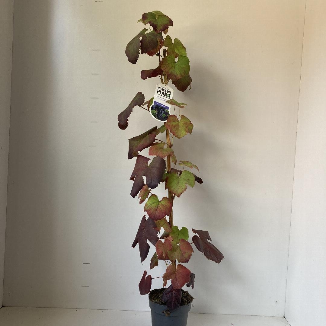 Vitis Boskoop Glory - 70, C2, STOK