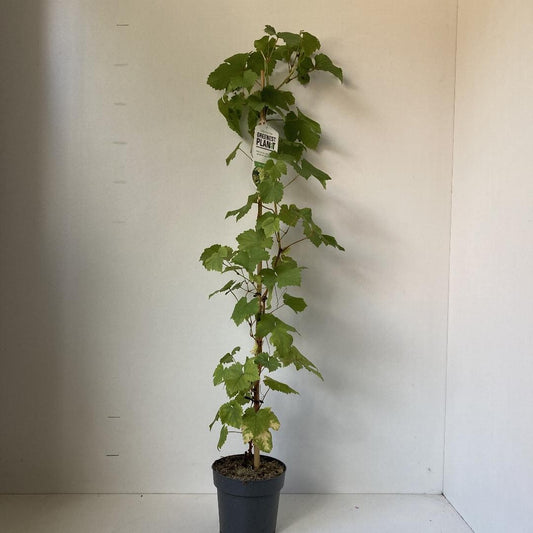 Vitis Vroege van der Laan - 70, C2, STOK