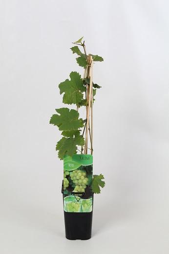 Vitis 'Kalina' 60cm, c1,7