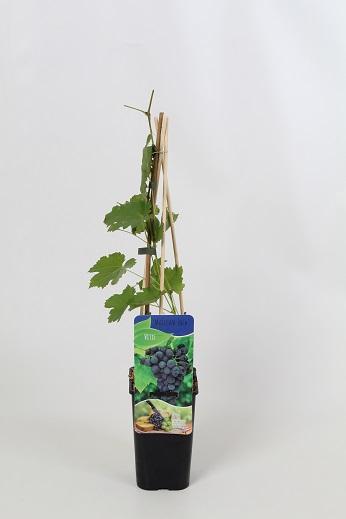 Vitis 'Maréchal Foch' 60cm, c1,7