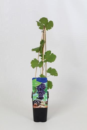 Vitis 'Rondo' 60cm, c1,7