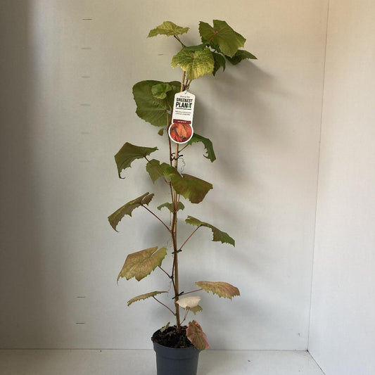 Vitis coignetiae - 70, C2, STOK