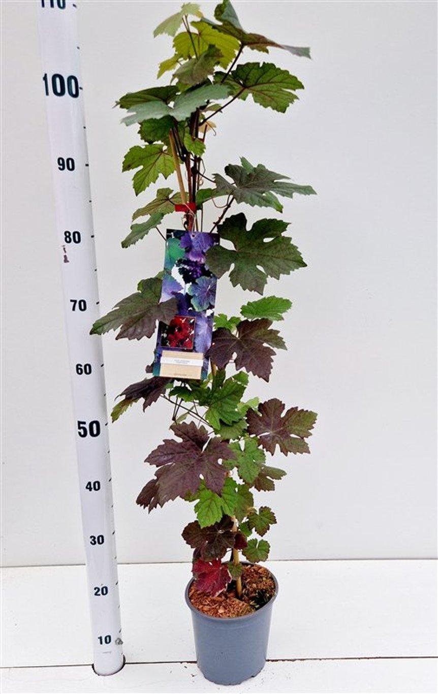 Vitis vinifera Purpurea - 70, C2
