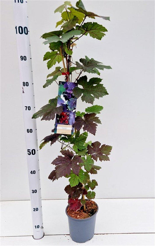 Vitis vinifera Purpurea - 70, C2