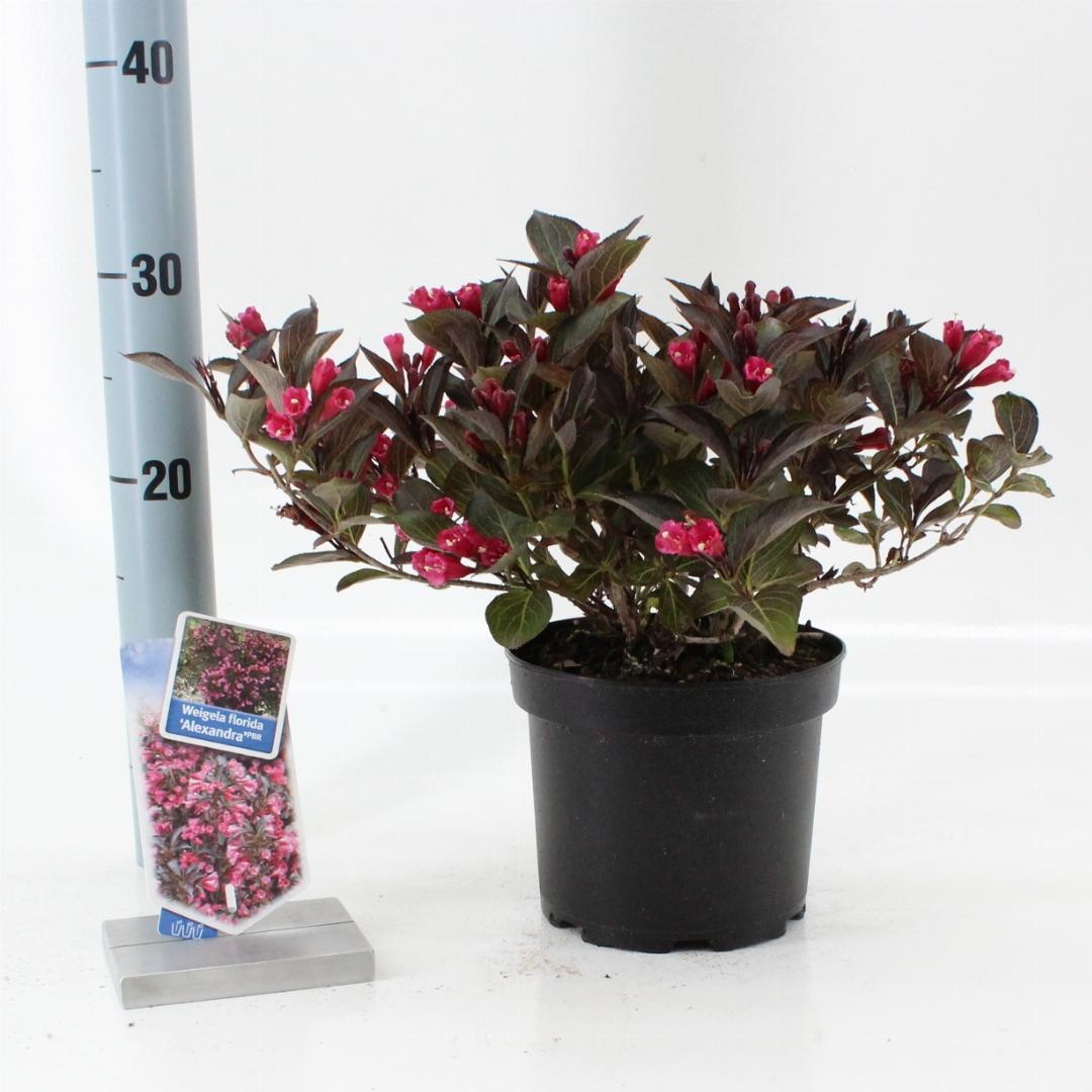Weigela florida Alexandra - 20-25, C2