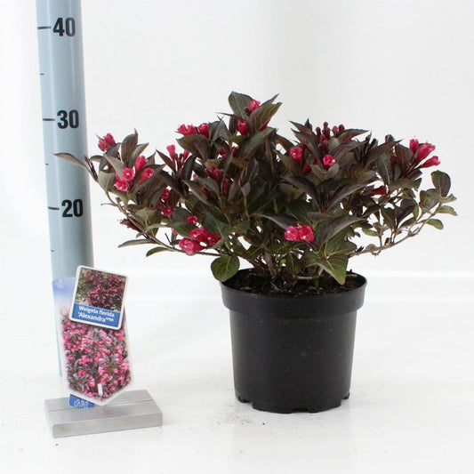 Weigela florida Alexandra - 20-25, C2