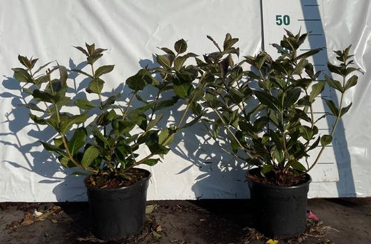 Weigela florida Tango - 40-50, C2