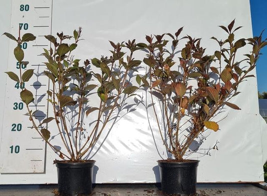 Weigela florida Victoria - 40-50, C2