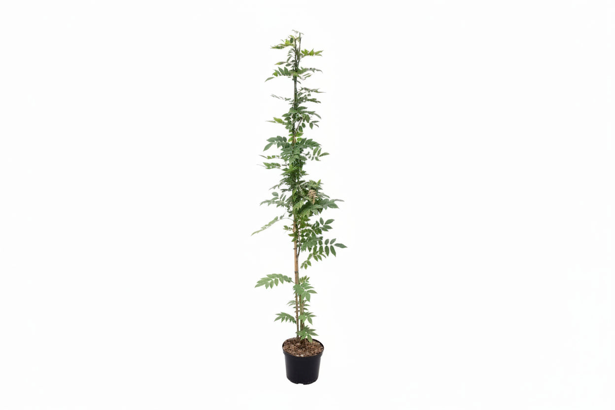 Wisteria sinensis Prolific - 175-200, C5, STOK