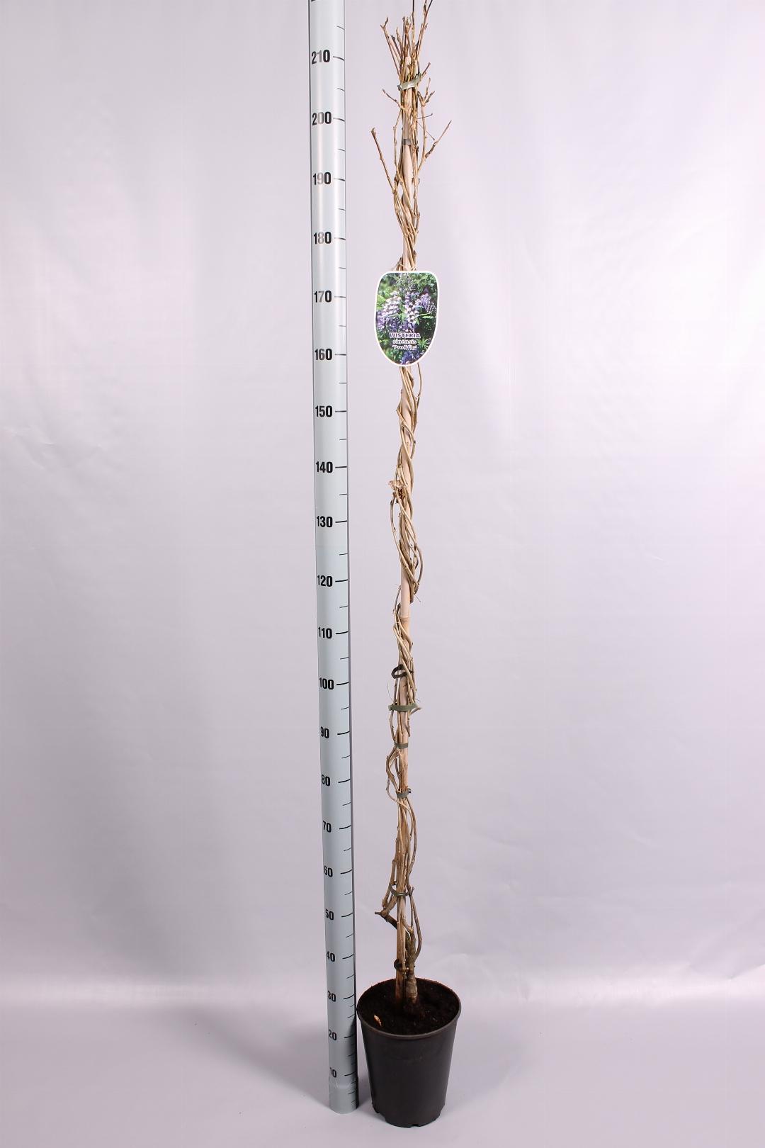 Wisteria sinensis Prolific - 175-200, C5, STOK