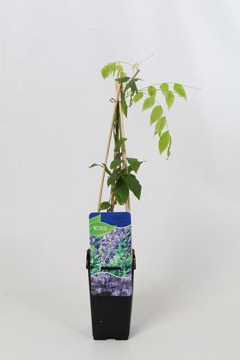 Wisteria sinensis 'Prolific' 60cm, C1.7