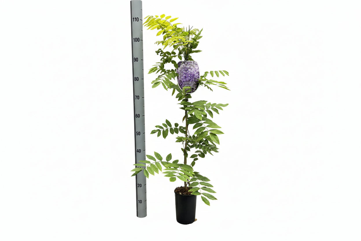 Wisteria sinensis Prolific - 80-100, C2, STOK