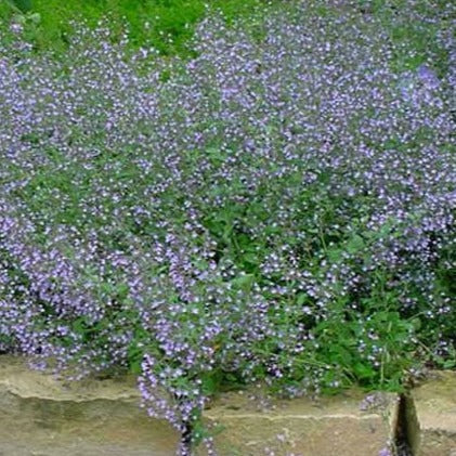 Calamintha n. nepeta - Bergsteentijm