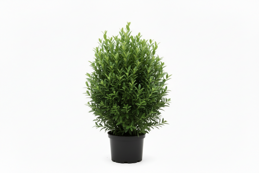 Prunus lusitanica Angustifolia - 20-30, C2
