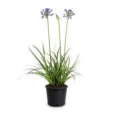 Agapanthus Peter Pan - Arikaanse Lelie P11