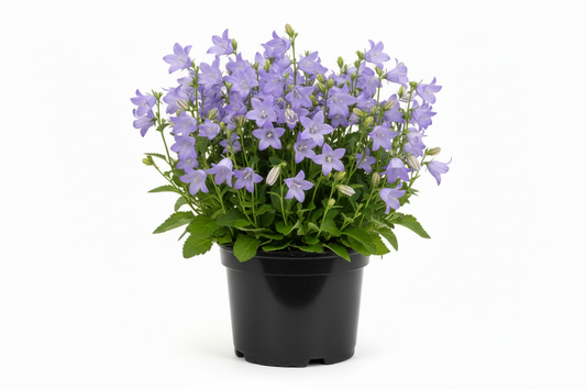 Campanula Catharina C1,5 pot zwart plastic
