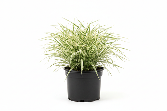 Carex morrowii Variegata C1,5 pot zwart rond plastic