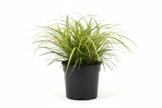 Carex osh. Evergold C1,5 pot zwart plastic