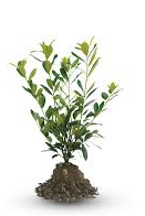 Laurierkers - Prunus laurocerasus 'Caucasica' blote wortel