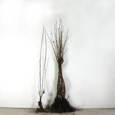 Corylus avellana - Gewone hazelaar blote wortel