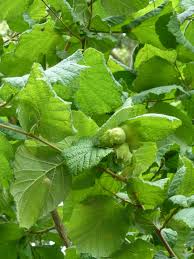 Corylus avellana - Gewone hazelaar blote wortel
