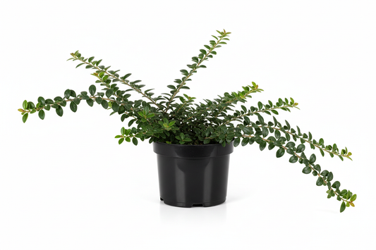 Cotoneaster dam. Gelre C1,5 gladde zwarte pot plastic 