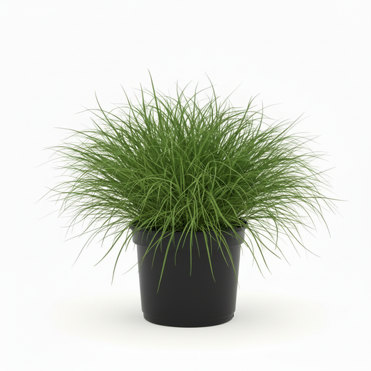 en de afbeelding in zn geheel iets kleiner maken anders past het niet in het product vakje