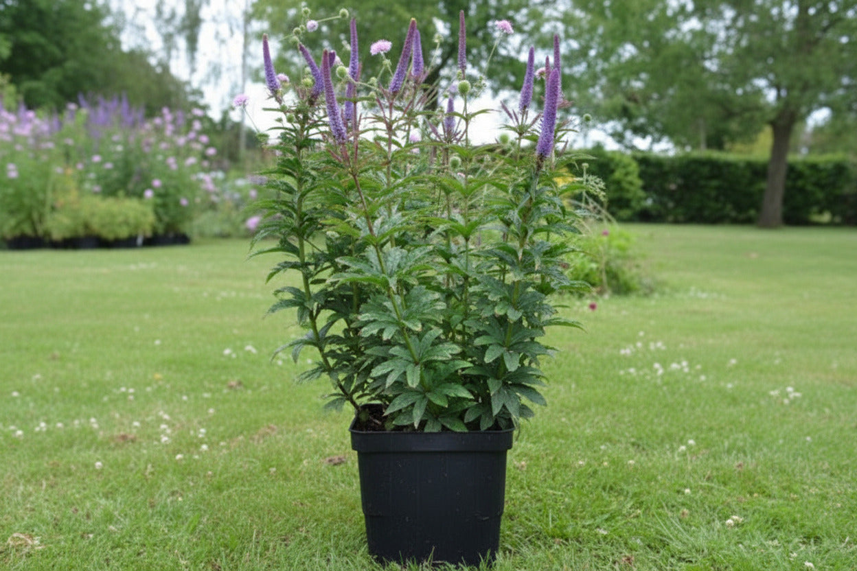 Veronicastrum virg. 'Red Arrows' P9