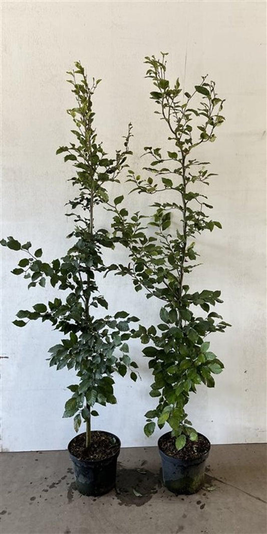fagus sylvatica C5 175cm