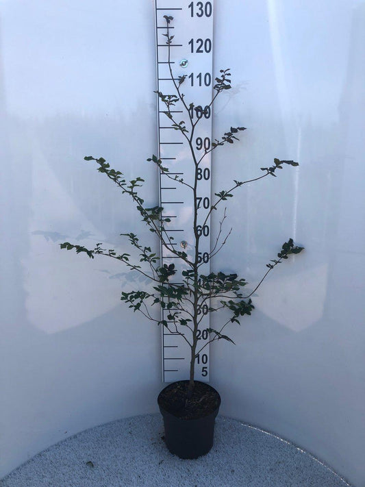fagus sylvatica C5 125-150cm