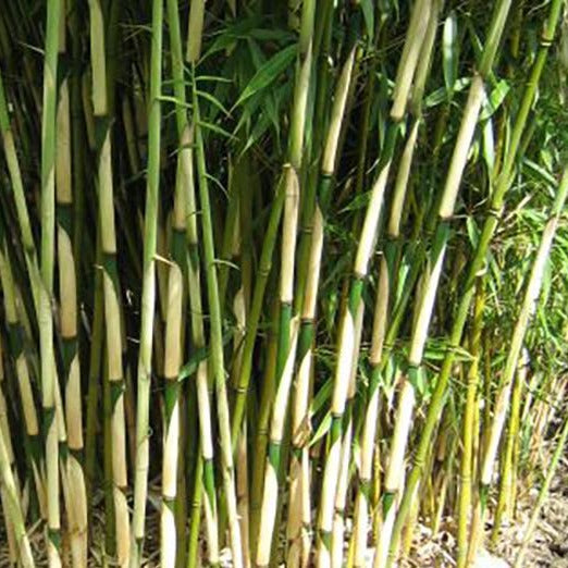 Fargesia robusta 'Campbell' (Niet woekerende bamboe)