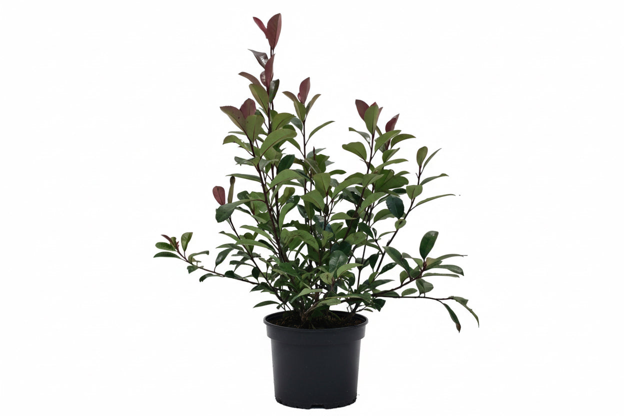 Photinia fraseri Red Robin - 60-70, C5