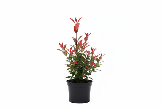 Photinia fraseri Red Robin - 15-20, C2