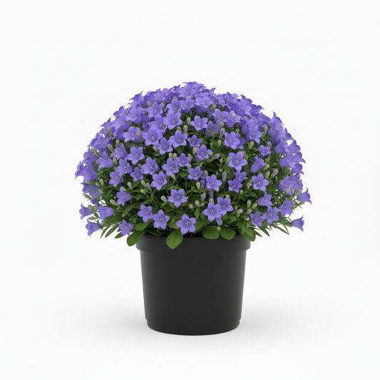 hetzelfde formaat pot en achtergrond als de Carex Irish Green C1,5 die je gemaakt heb op de website 