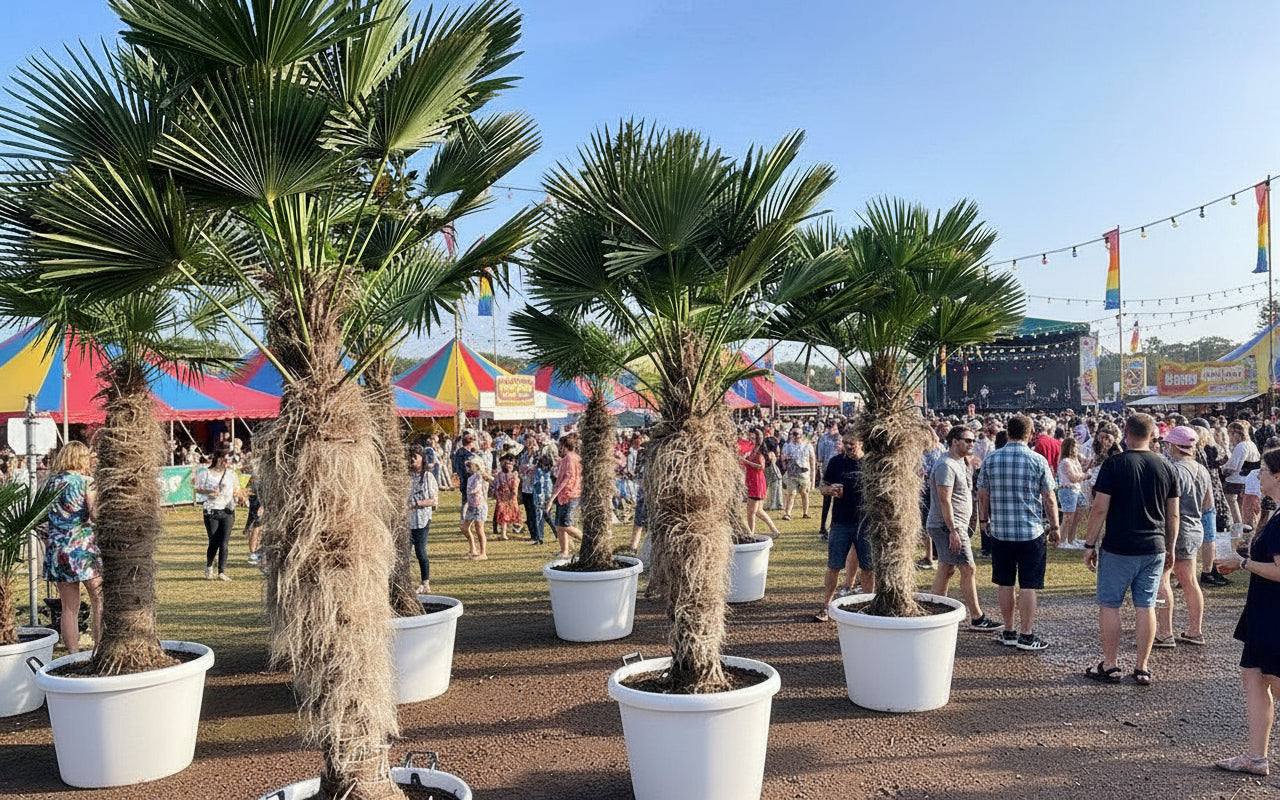 HUUR: Trachycarpus fortunei - Waaierpalm