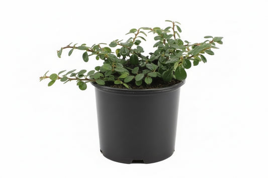 Cotoneaster Queen of Carpets C1,5