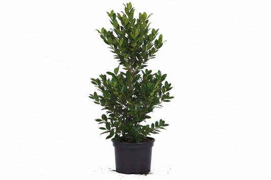 Prunus laurocerasus Caucasica - 100-125, C7.5