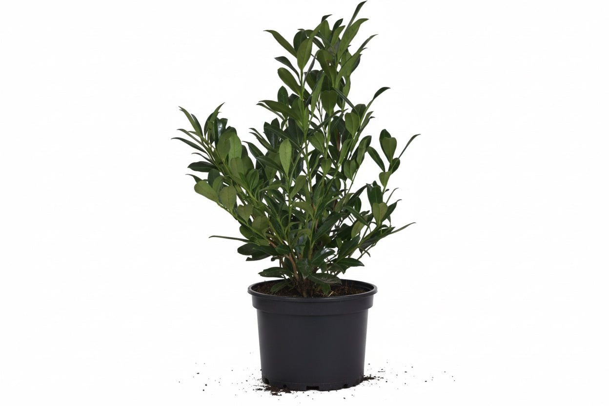 Prunus laurocerasus Caucasica - 60-80, C3