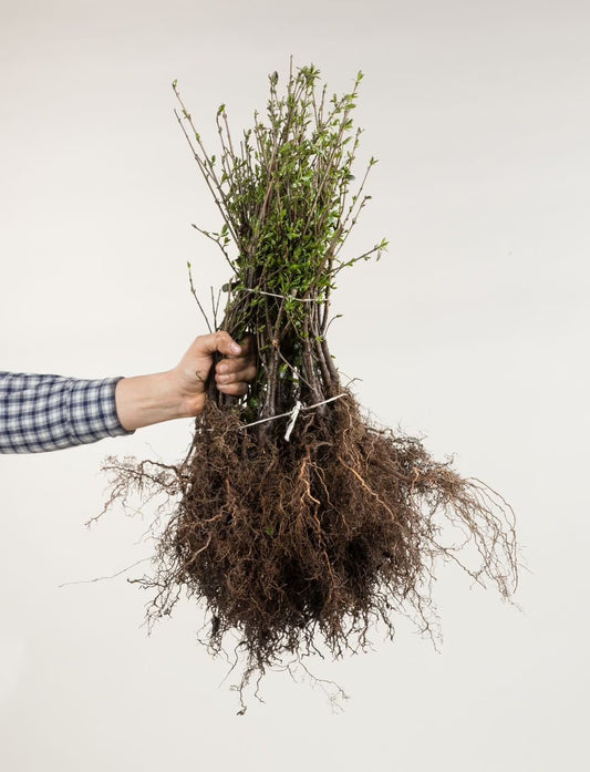 Ligustrum vulgare 'Lodense' - Dwergliguster blote wortel