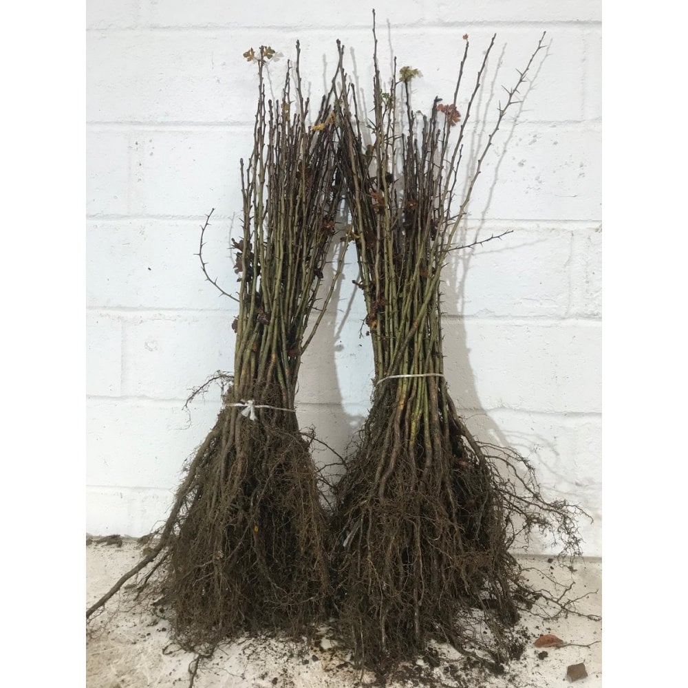 Crataegus monogyna - Meidoornhaag blote wortel