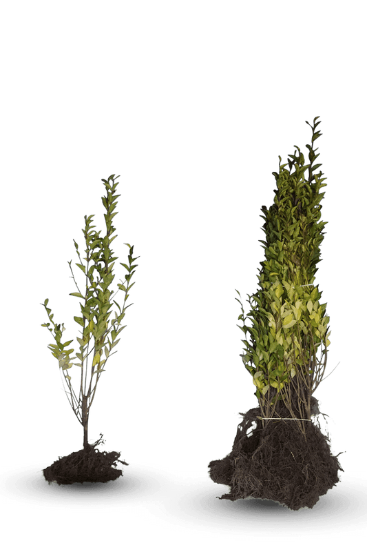 Ligustrum ovalifolium 'Aureum' - Wintergroene bonte liguster blote wortel