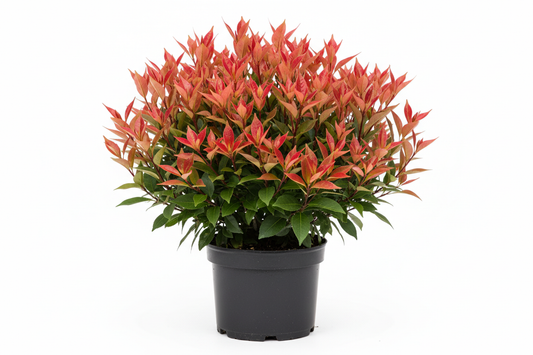 Photinia Magical Volcano C3 pot zwart plastic
