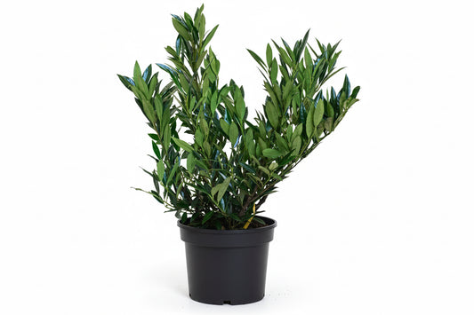 Prunus laurocerasus Otto Luyken - 30-40, C5