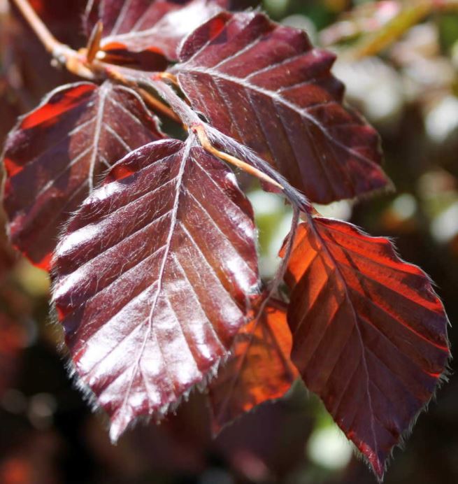 Rode Beukenhaag - Fagus sylvatica 'Atropunicea'  - blote wortel