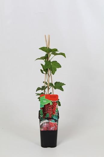 Ribes rubrum 'Rovada' 60cm, c1,7