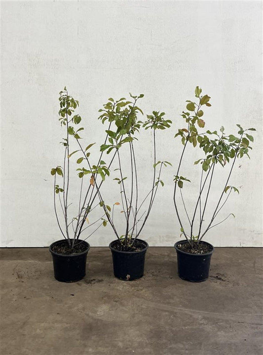 salix caprea C2 60-80cm