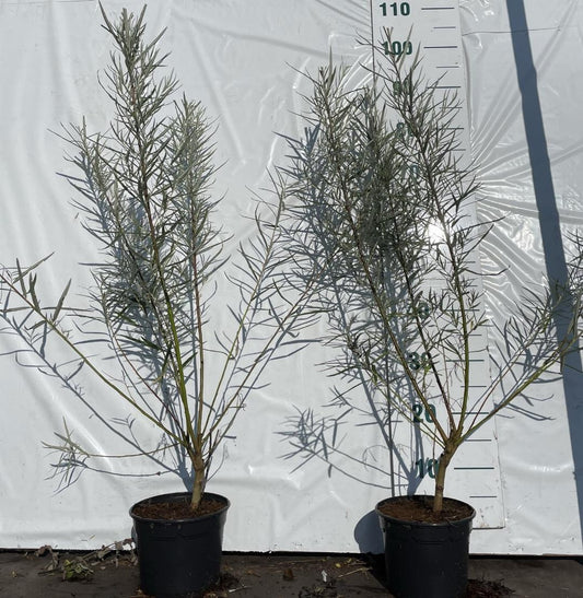 salix elaeagnos angustifolia C2 50-80cm