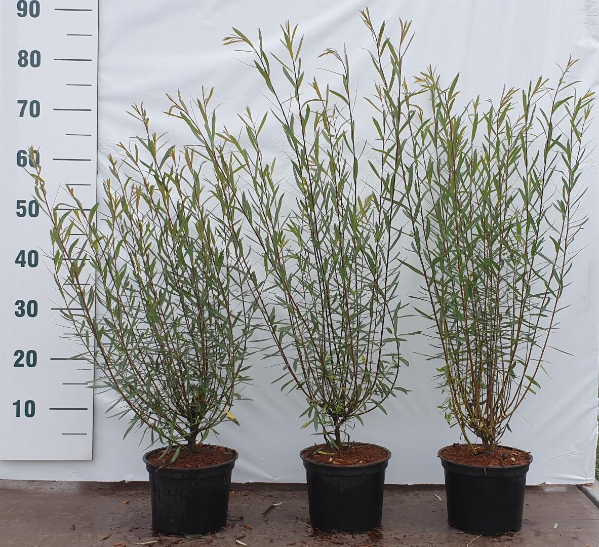 salix purp.Nana C2 40-60cm