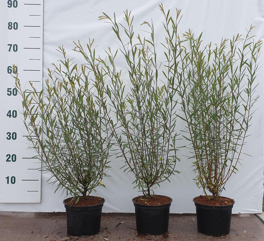 salix purp.Nana C2 40-60cm