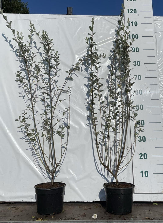 salix repens C2 60-80cm